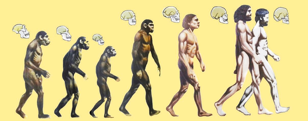 인류만 진화한게 아니었다.